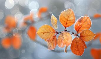 Orange Leaves on a Branch in Soft, Blurry Light photo