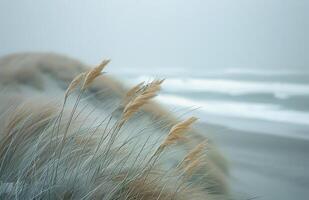 Tall Grasses Swaying in the Wind by the Sea photo