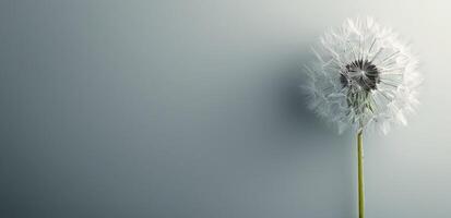 A Single Dandelion With Seeds Against a Light Grey Background photo