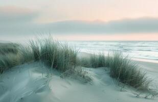 Tall Grasses Swaying in the Gentle Coastal Breeze at Sunset photo