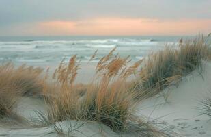 Tall Grasses Swaying in the Gentle Coastal Breeze at Sunset photo