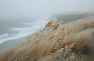 Tall Grasses Swaying in the Wind by the Sea photo