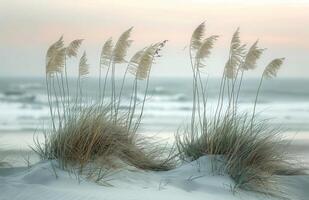 Tall Grasses Swaying in the Gentle Coastal Breeze at Sunset photo