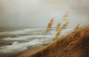 Tall Grasses Swaying in the Wind by the Sea photo
