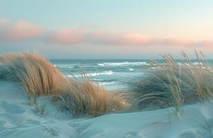 Tall Grasses Swaying in the Gentle Coastal Breeze at Sunset photo
