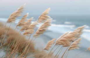 Tall Grasses Swaying in the Wind by the Sea photo