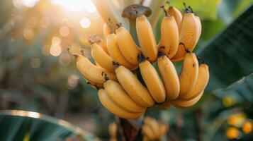 Ripe Yellow Bananas on a Green Banana Leaf photo