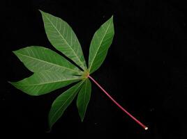 cassava leaves in black background photo