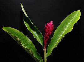 Red ginger plant in black background photo