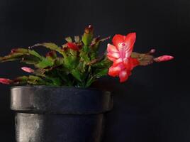 Christmas cactus ,also called Schlumbergera Truncata photo