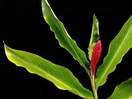 Red ginger plant in black background photo
