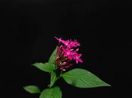 Pentas lanceolata in black background photo