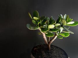 Close-up of jade plant tree against wall photo