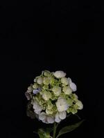 Close-up of white hydrangea flowers against black background photo