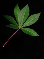 cassava leaves in black background photo