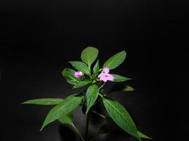 Impatiens platypetala in black background photo