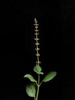 Close-up of Solenostemon monostachyus plant against black background photo