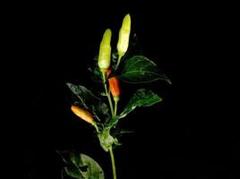 Capsicum annuum 'Bird's Eye' on a black background photo