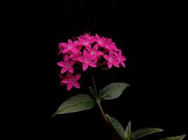 Pentas lanceolata in black background photo