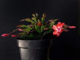 Christmas cactus ,also called Schlumbergera Truncata photo