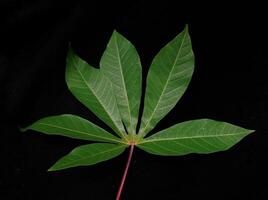 cassava leaves in black background photo