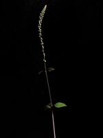 Close-up of Solenostemon monostachyus plant against black background photo