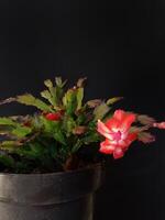 Christmas cactus ,also called Schlumbergera Truncata photo