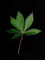 cassava leaves in black background photo