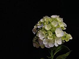 Close-up of white hydrangea flowers against black background photo