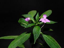Impatiens platypetala in black background photo