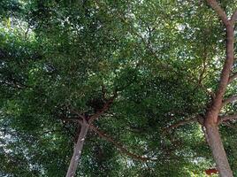 full frame of tree branch texture photo