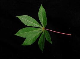 cassava leaves in black background photo
