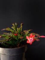 Christmas cactus ,also called Schlumbergera Truncata photo