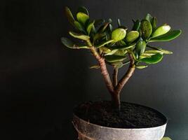 Close-up of jade plant tree against wall photo