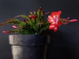 Christmas cactus ,also called Schlumbergera Truncata photo
