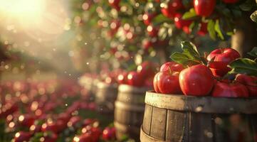 Ripe Red Apples in Wooden Barrels at an Orchard During Harvest photo