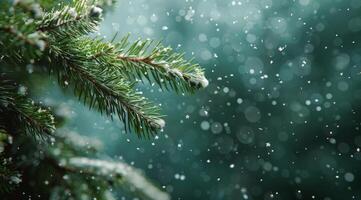 Evergreen Branch Covered in Snow on a Winter Day photo