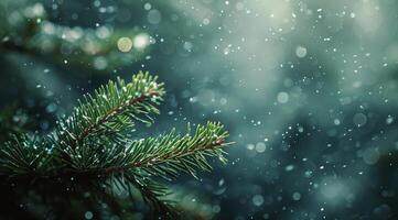 Evergreen Branch Covered in Snow on a Winter Day photo