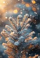 Snow-Covered Pine Branch In Sunlight During Winter photo
