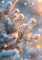 Snow-Covered Pine Branch In Sunlight During Winter photo