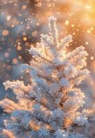 Snow-Covered Pine Branch In Sunlight During Winter photo