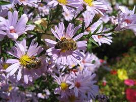 Close-up photo of two bees on aster amellus flowers in a garden in Prilep, Macedonia