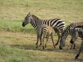 A zebra feeds its cub in a meadow in Ngorongoro Crater photo