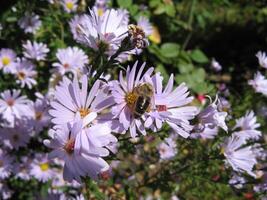 Close-up photo of bee on aster amellus flower in a garden in Prilep, Macedonia