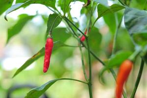 Close-up photo of chili fruit still on the tree