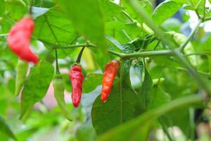 Close-up photo of chili fruit still on the tree