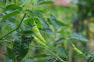 Close-up photo of chili fruit still on the tree
