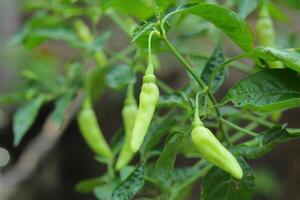 Close-up photo of chili fruit still on the tree