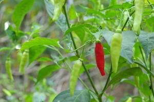 Close-up photo of chili fruit still on the tree