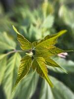 A close up view of a vibrant green leaf on a plant, showing its intricate details and patterns. The leaf stands out in its natural beauty photo